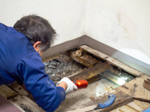 Best Mold Removal Company Near Me  in Dublin, GA