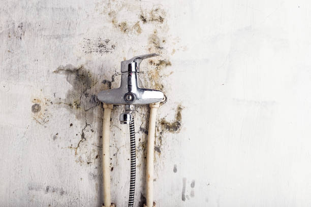 Best Black Mold Removal  in Dublin, GA