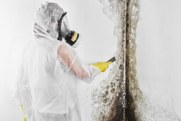Best Mold Damage Repair  in Dublin, GA