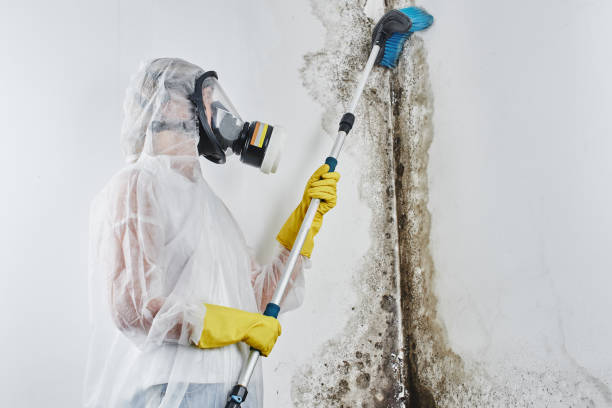 Best Certified Mold Removal  in Dublin, GA
