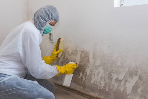 Best Mold Remediation  in Dublin, GA