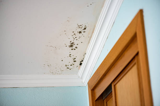Best Residential Mold Removal  in Dublin, GA