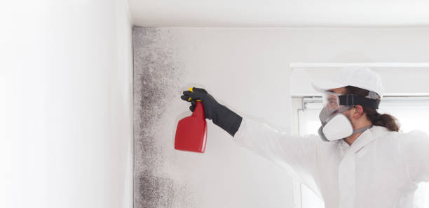 Best Professional Mold Removal  in Dublin, GA