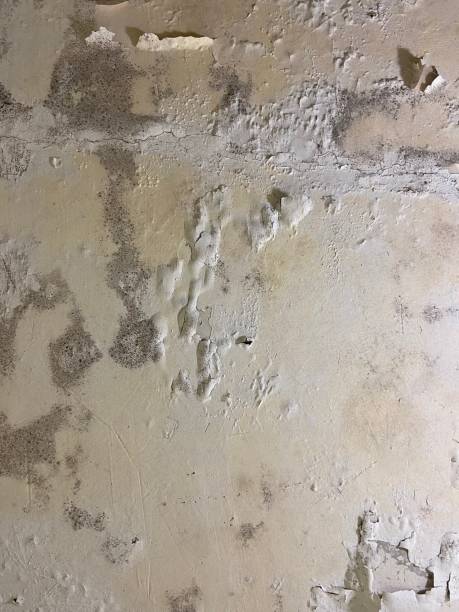 Best Emergency Mold Removal  in Dublin, GA