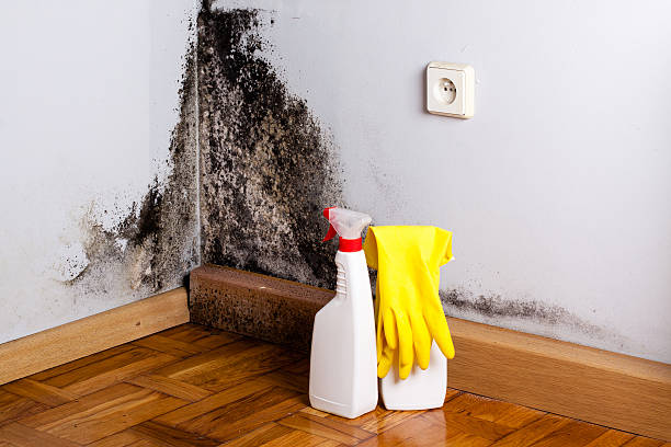 Best Mold Cleaning Services  in Dublin, GA