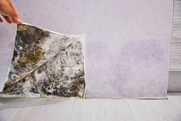 Best Mold Remediation Experts  in Dublin, GA